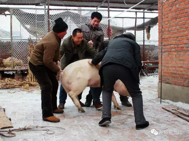 现场实拍农村一家人杀年猪全过程,东北农村真实生活杀年猪