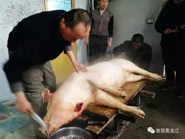 现场实拍农村一家人杀年猪全过程,东北农村真实生活杀年猪