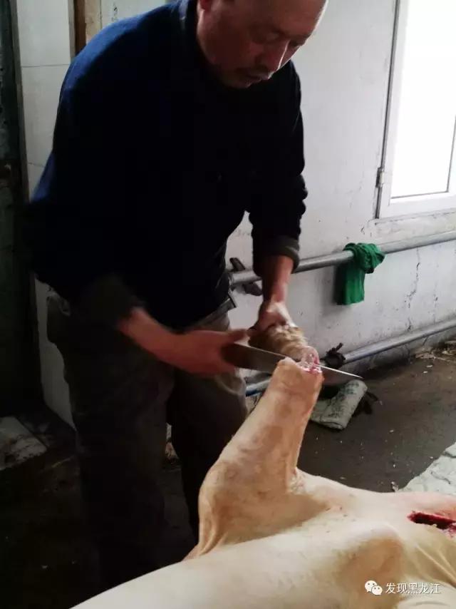现场实拍农村一家人杀年猪全过程,东北农村真实生活杀年猪