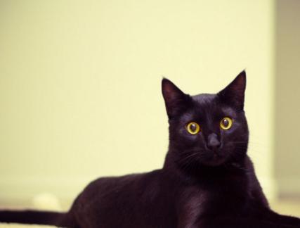 黑猫有攻击性吗,黑猫为什么会被认成不祥之物