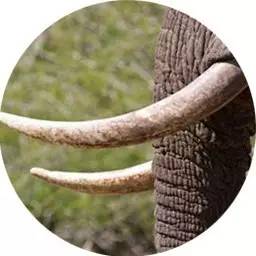 牙，尾牙的牙[汉字之美]“年终系列”