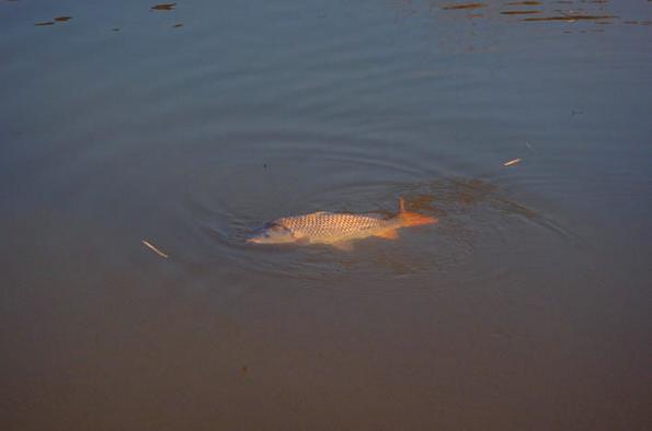 儿子买的鱼竿,钓友公认最好日本5.4米鱼竿