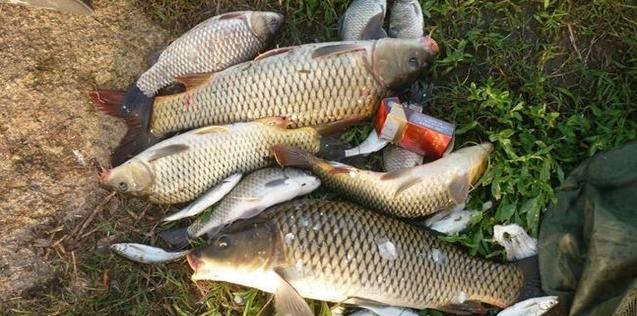 儿子买的鱼竿,钓友公认最好日本5.4米鱼竿