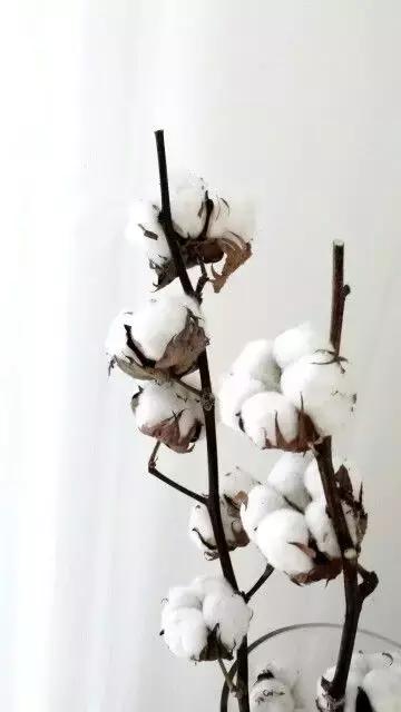 韩剧里撩妹,流行送棉花?嗨,一切都是套路!