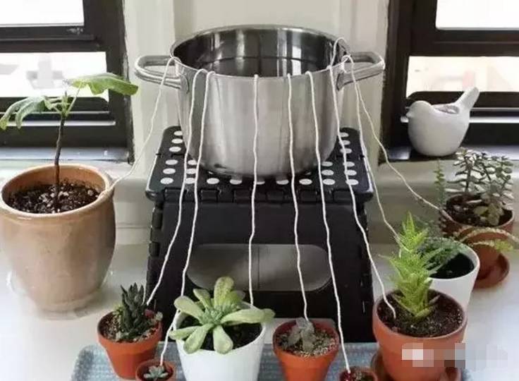 外出旅游家里的花没人浇水怎么办,出差家里花没人浇水怎么办