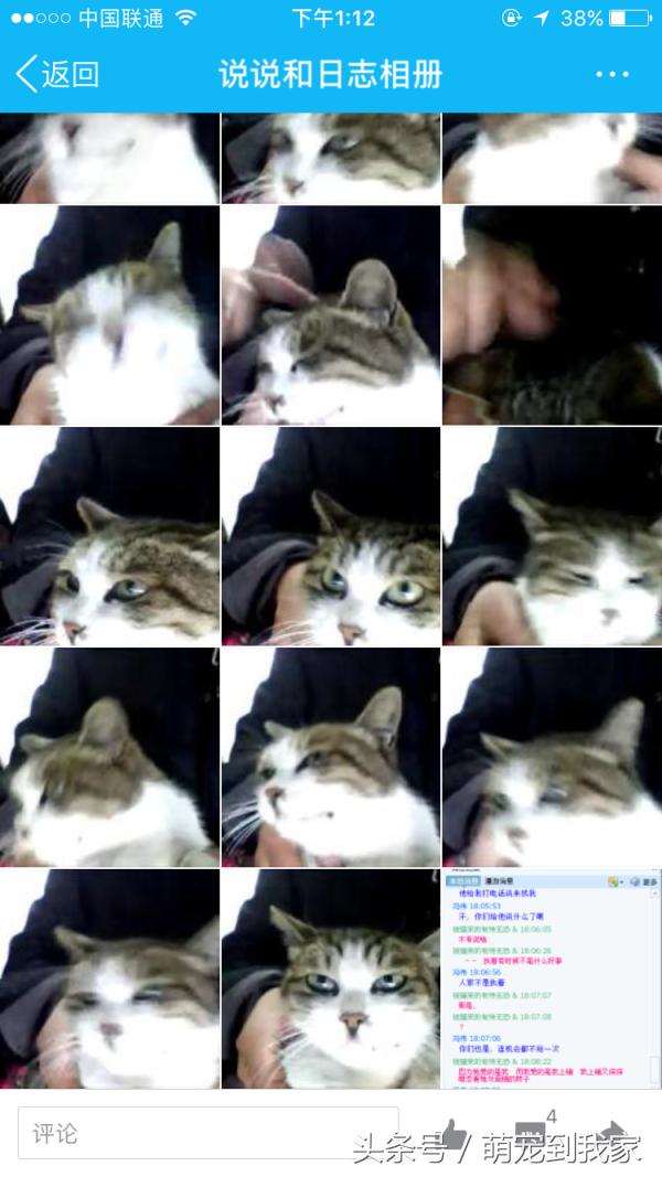 老猫的养猫日记 (网瘾少年养猫)