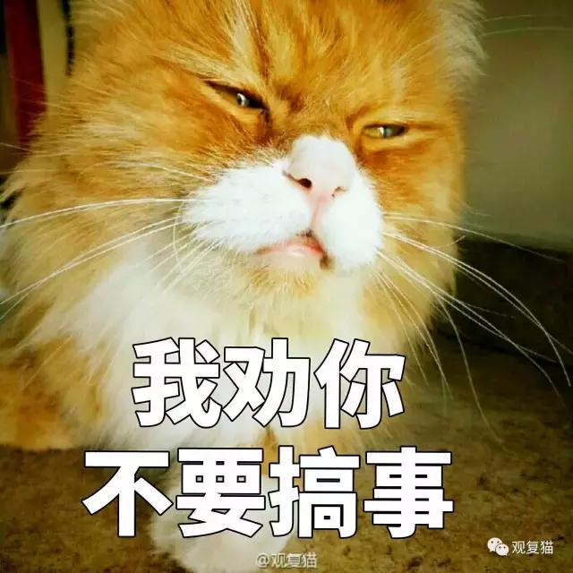 蓝猫找猫报应,蓝毛找猫