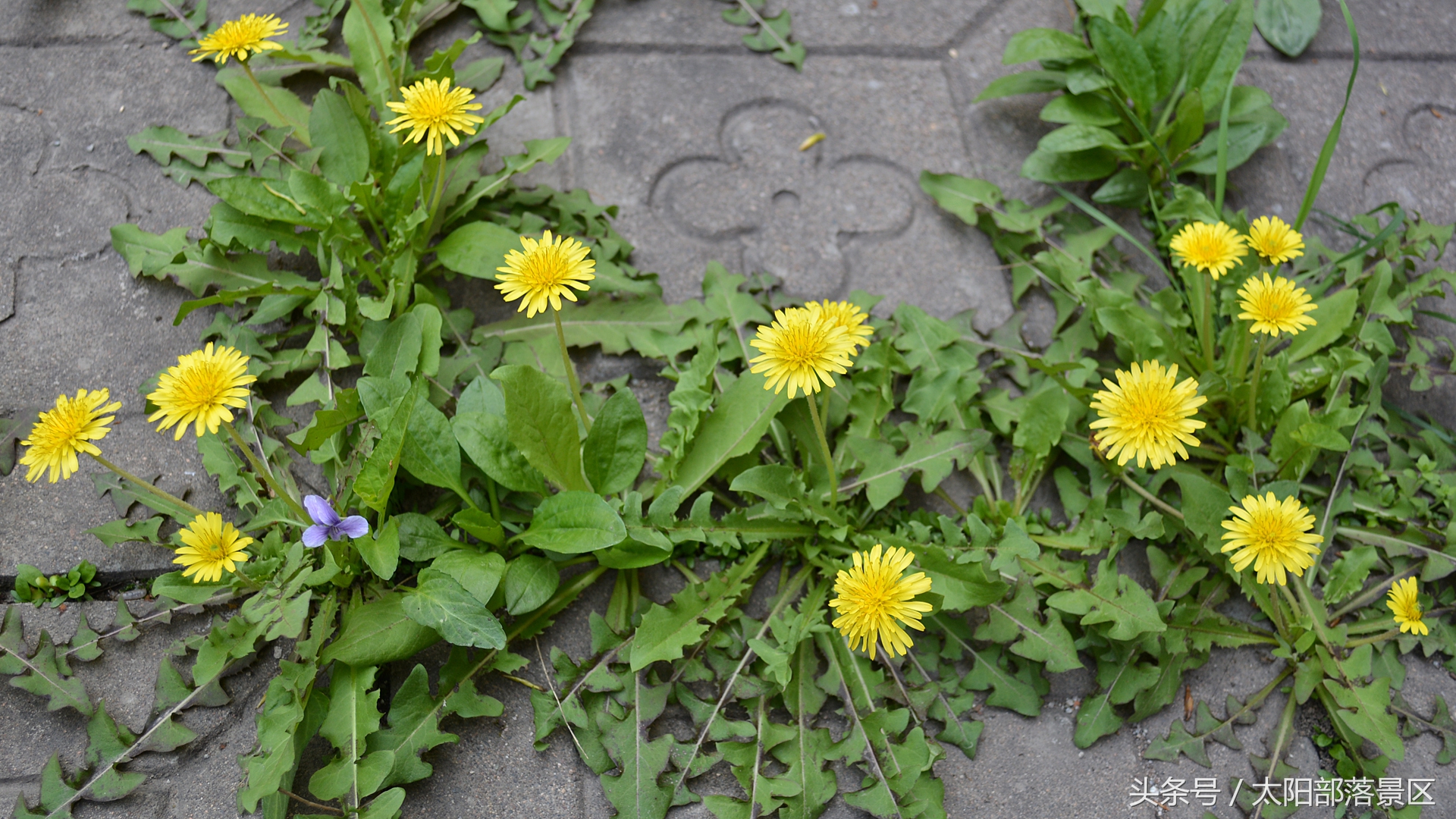 出现在小学语文课本上的这种植物，它的药用价值你知道吗？
