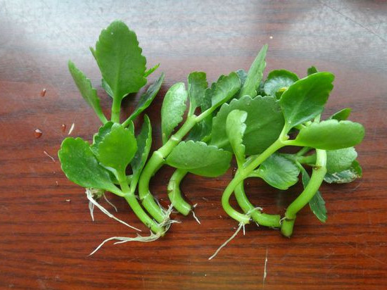 花卉盆栽扦插苗养护技术,花卉扦插快速生根技巧图片