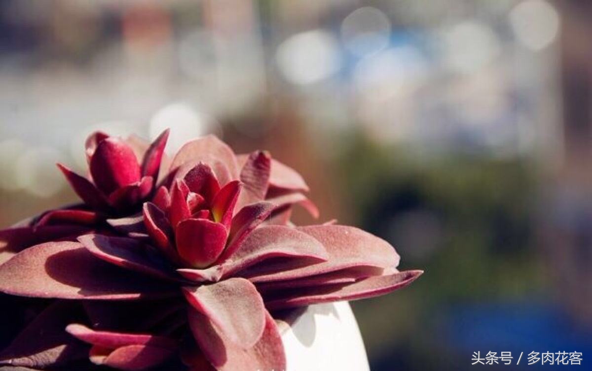 多肉植物火祭大棵,多肉火祭的一年四季的变换