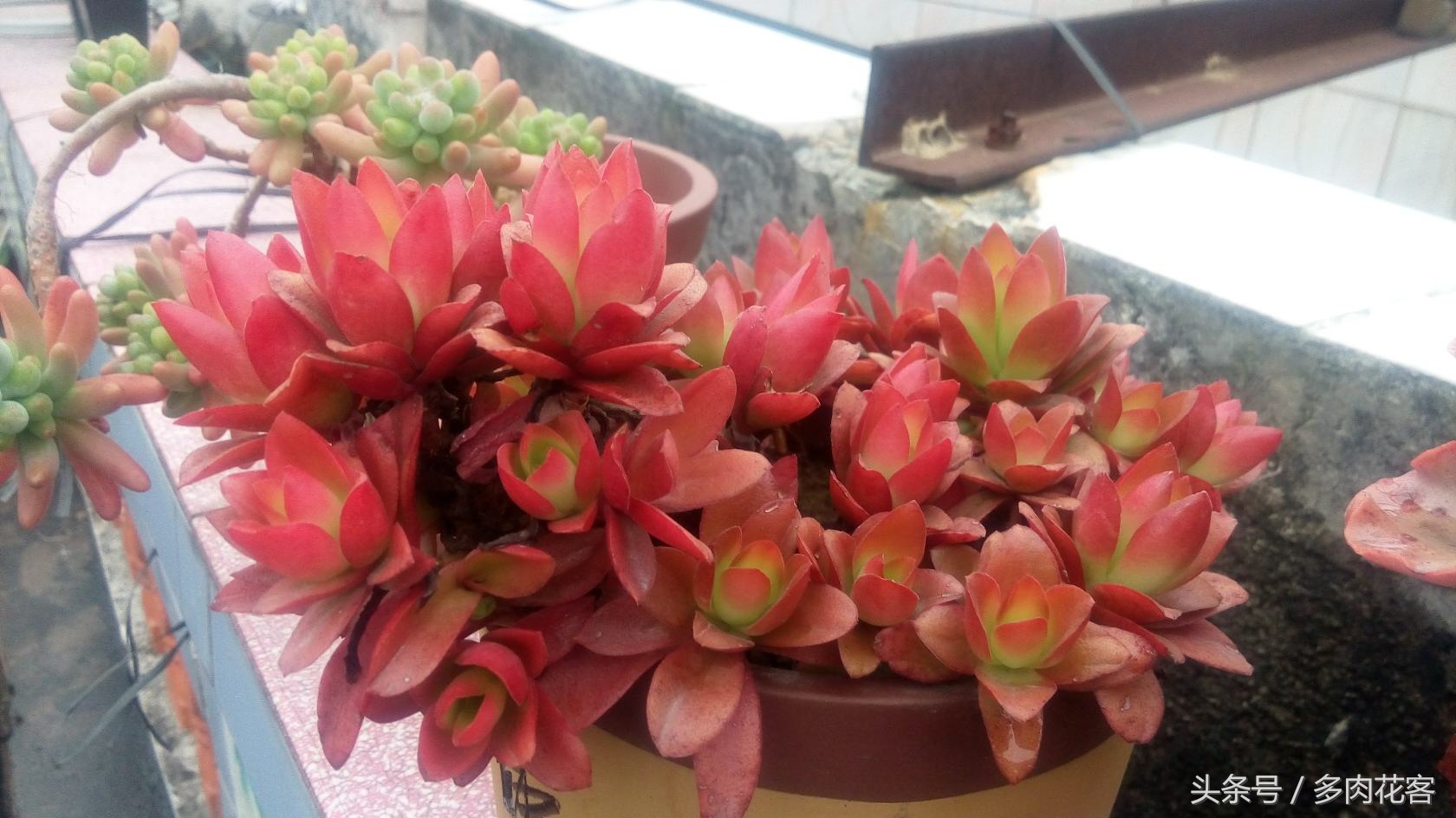 多肉植物火祭大棵,多肉火祭的一年四季的变换