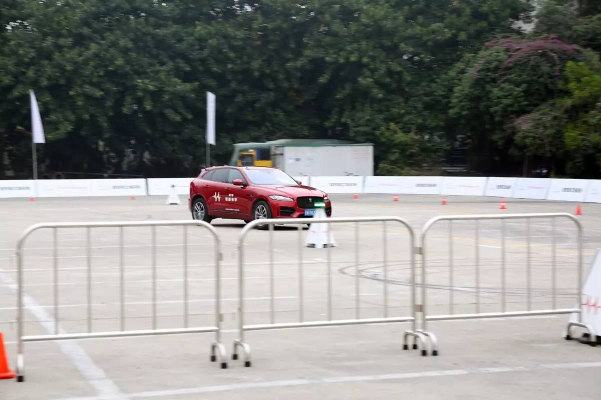 家宠美洲虎,人工饲养的美洲虎