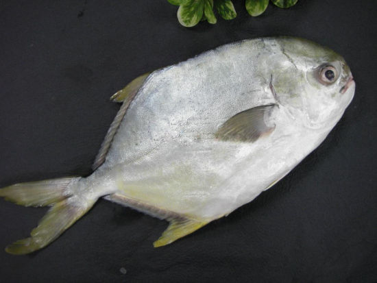 科普鱼虾蟹,海南鲳鱼种类大全