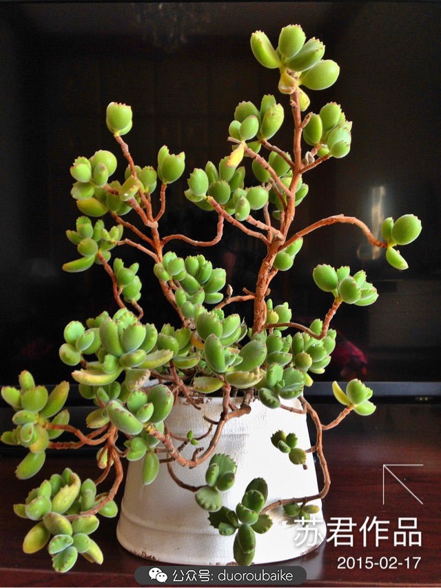 黄色熊童子多肉植物状态图,多肉植物熊童子怎么养