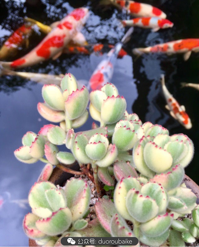 黄色熊童子多肉植物状态图,多肉植物熊童子怎么养