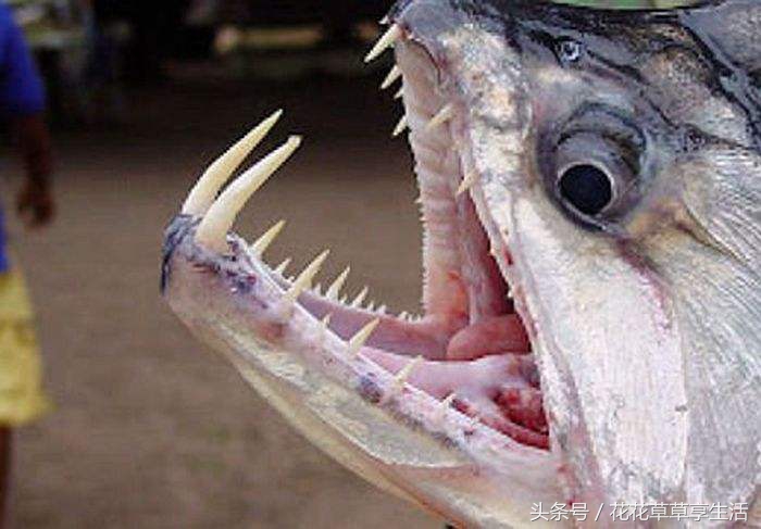 奇异动物大盘点,好奇异的动物