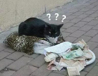 老鼠——我可能藏了假花生