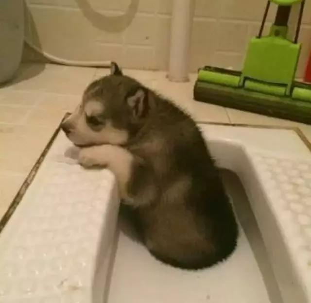 老鼠——我可能藏了假花生