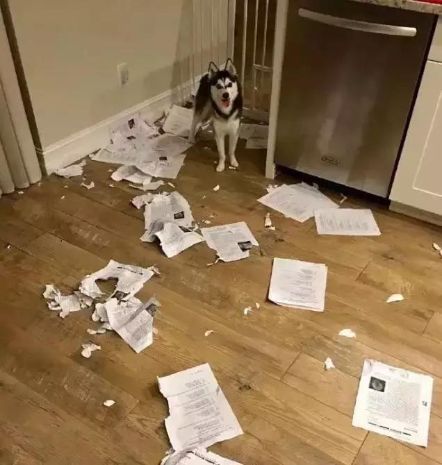 老鼠——我可能藏了假花生