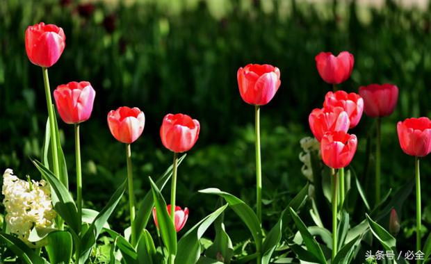 在家里的阳台种植什么草药好 (阳台可以种什么中草药又好看)