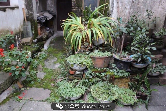 回忆之旅最适合带的植物,野外旅游必须记住的植物