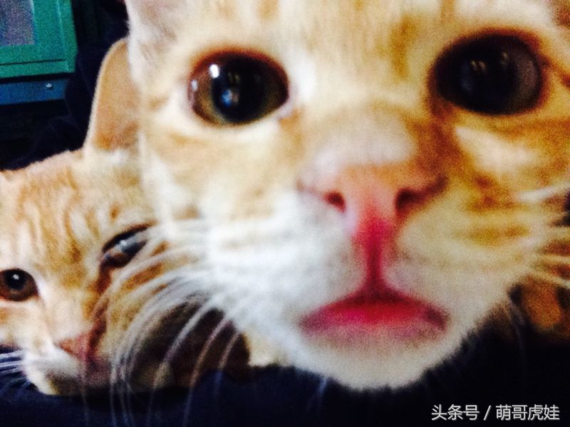 给喵星人买了一件小球衣,结果穿到肚子就卡住下不去了