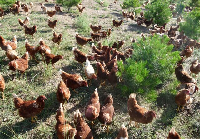 开一个小养鸡场要花多少钱?其实不只是花钱那么简单