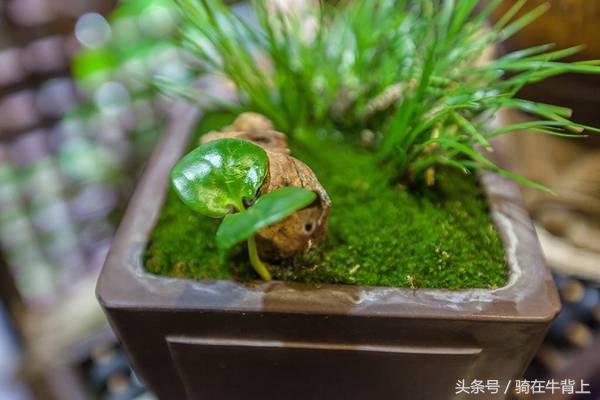 乾隆六下江南去的是哪些地方,徐志摩家乡旅游攻略