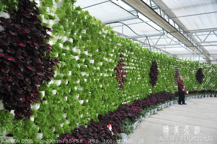 奇!树木会爬墙—智慧农业带你玩转雾培植物墙