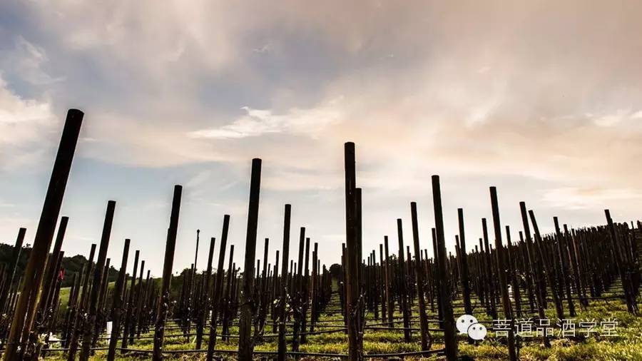 顶级膜拜酒,膜拜酒排行榜