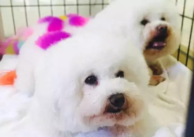 成都宠物寄养基地,成都狗狗寄养