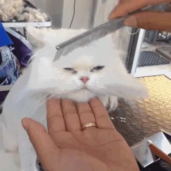 成都宠物寄养基地,成都狗狗寄养