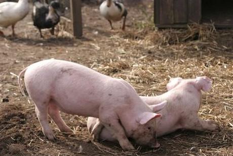 育肥猪爱喝猪尿是什么原因,为啥猪特别喜欢尿