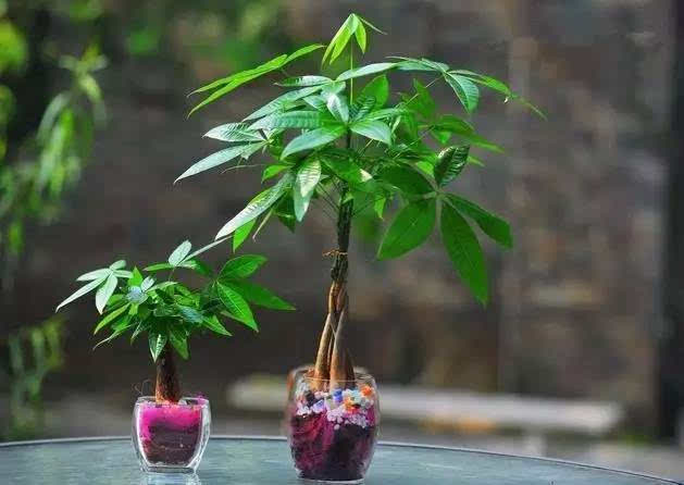 过年家里摆放合适的植物,过年适合家里摆放什么植物