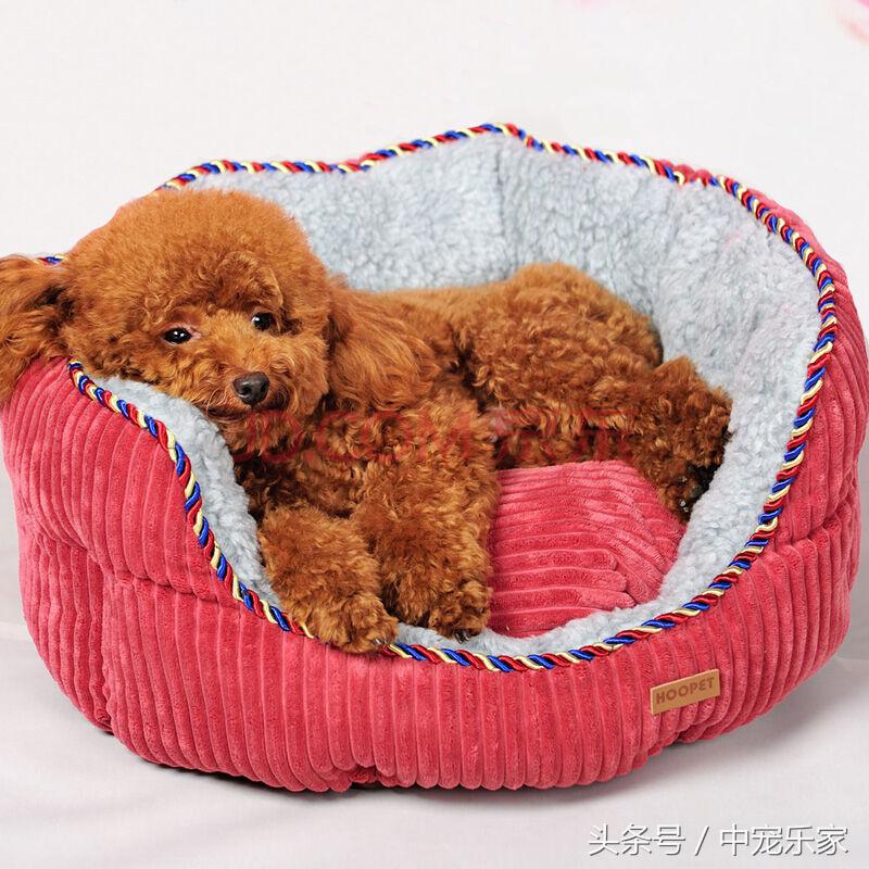 泰迪狗狗怎么养得最好呢,笼养泰迪幼犬怎么训练的