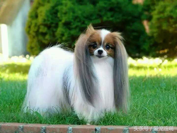 拥有一双美丽翅膀,有一双美丽的眼睛的狗