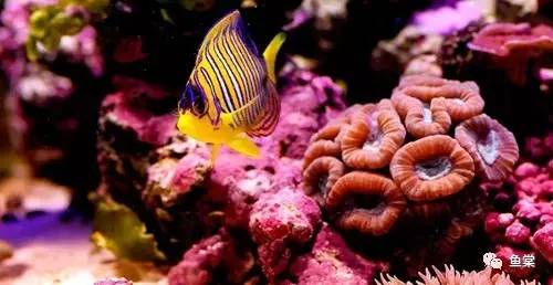 过年要回家鱼没人喂怎么办,过年了要外出家里的鱼怎么办