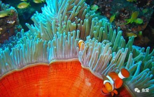 过年要回家鱼没人喂怎么办,过年了要外出家里的鱼怎么办