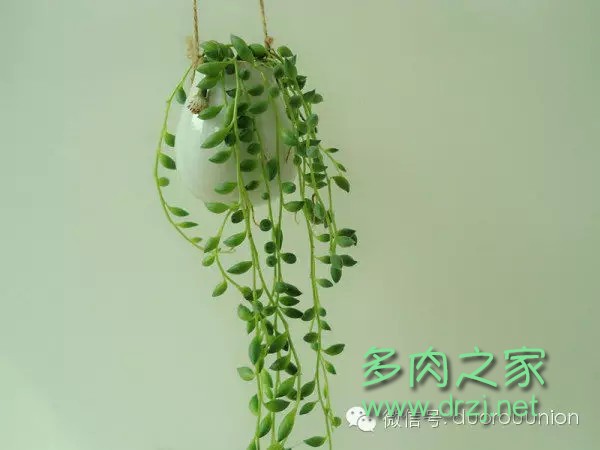多肉植物鸡蛋碧桃的养护方法,多肉植物夏天在室内如何养护
