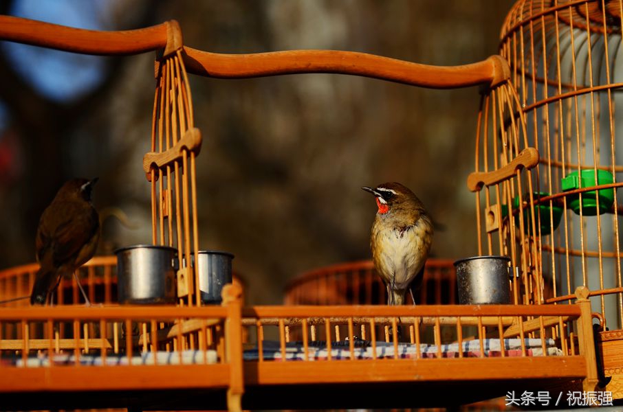 北京十大花鸟鱼虫市场,北京官园花鸟鱼虫市场现在开放吗