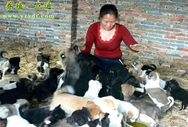 肉狗养殖真实利润与风险测算,养肉狗的风险有哪些