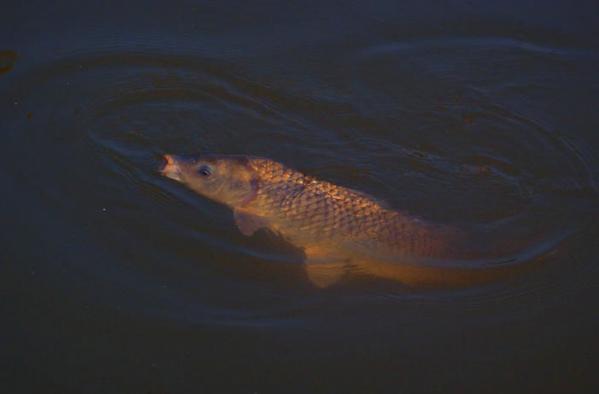 儿子买的鱼竿,钓友公认最好日本5.4米鱼竿