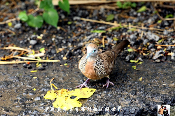 实拍非洲小岛国毛里求斯