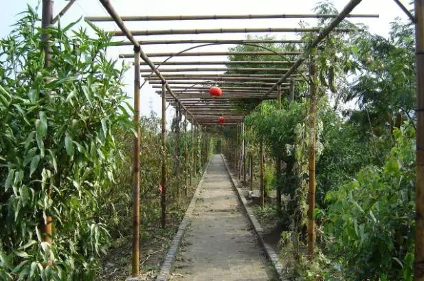 常州农家乐一日游最佳去处带娃,常州好玩的农家乐酒店