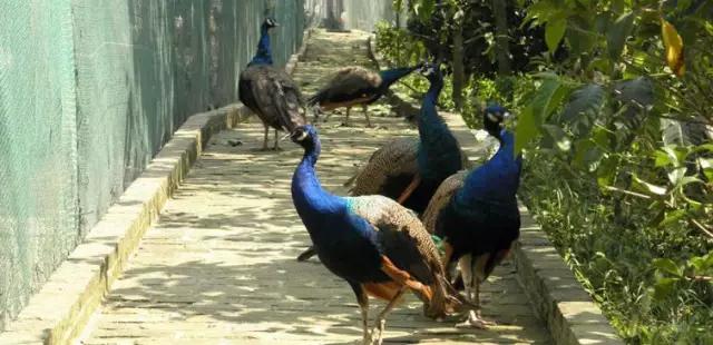 常州农家乐一日游最佳去处带娃,常州好玩的农家乐酒店