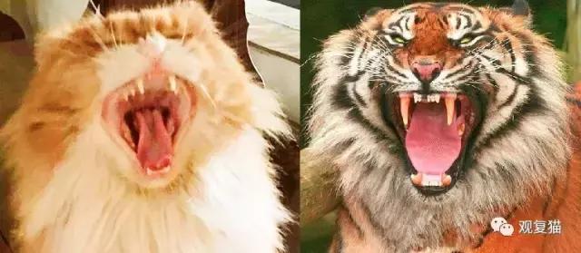 蓝猫找猫报应,蓝毛找猫