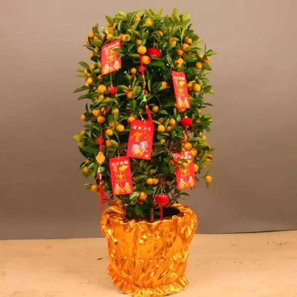 过年家里摆放合适的植物,过年适合家里摆放什么植物