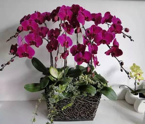 过年家里摆放合适的植物,过年适合家里摆放什么植物