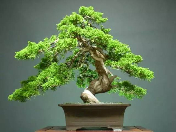 过年家里摆放合适的植物,过年适合家里摆放什么植物