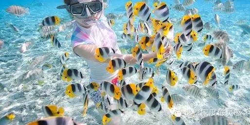 泰国斯米兰岛旅游攻略,泰国斯米兰群岛什么时候去最好